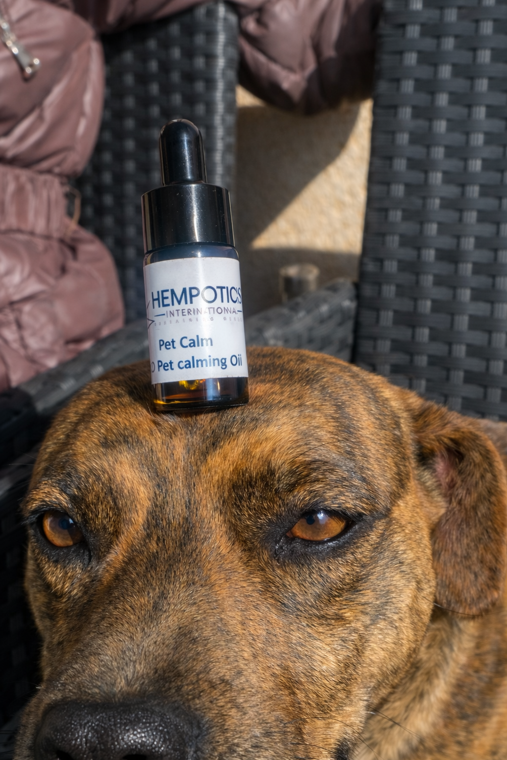 Hempotism Pet Oil